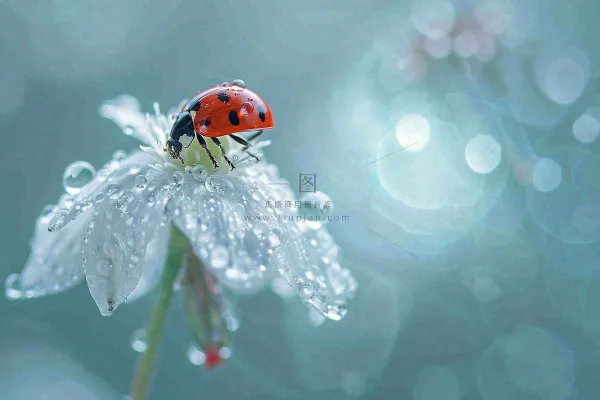 下雨天白色花朵上的七星瓢虫昆虫春天雨水谷雨摄影图 下雨天白色花朵上的七星瓢虫昆虫春天雨水谷雨摄影图