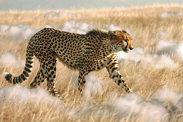 户外活动的猎豹保护动物摄影图