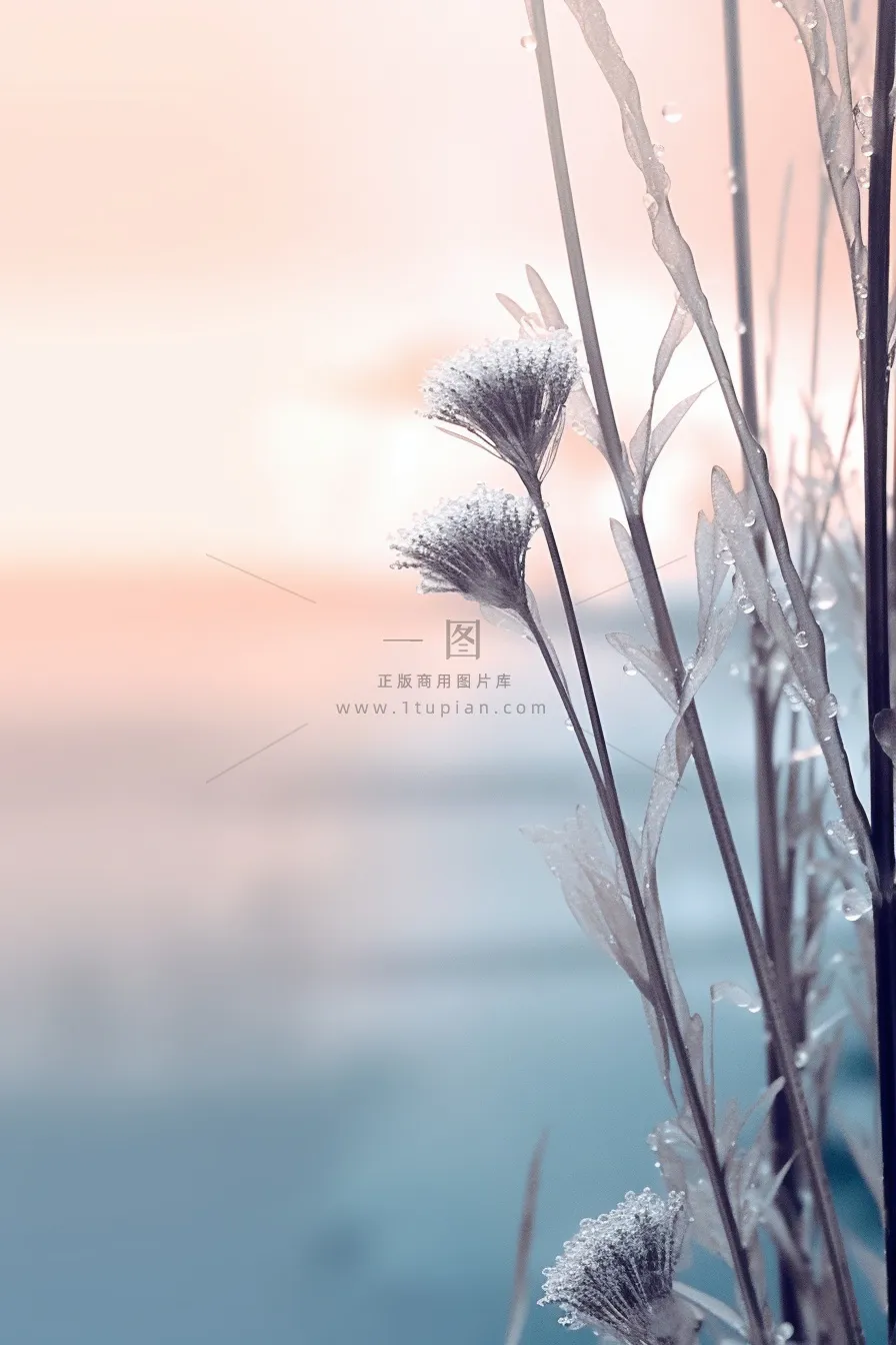 冰冷天气枝叶水珠背景