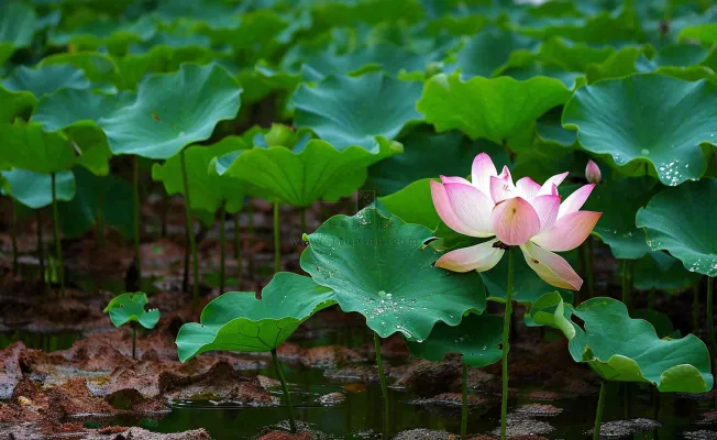 夏天荷塘荷花池荷叶绿色清新,夏至立夏大暑小暑摄影图 夏天荷塘荷花池荷叶绿色清新,夏至立夏大暑小暑摄影图