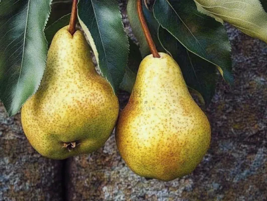 梨树成熟的梨子水果可口摄影图