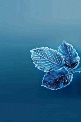 冬天树叶上结着白霜霜降摄影图 冬天树叶上结着白霜霜降摄影图