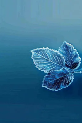 冬天树叶上结着白霜霜降摄影图 冬天树叶上结着白霜霜降摄影图