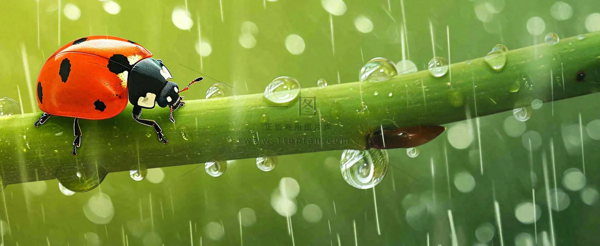 春天雨水叶子绿叶上的七星瓢虫，虫类，谷雨春分摄影图