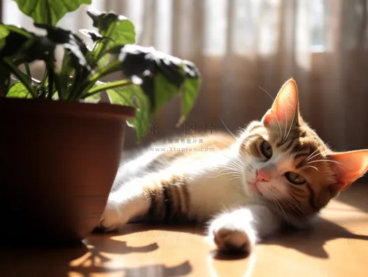 猫地板上趴着睡觉的猫咪田园猫摄影图