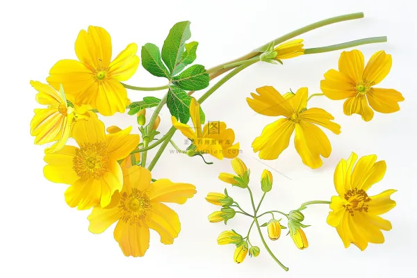 小黄花花朵植物白色背景摄影图