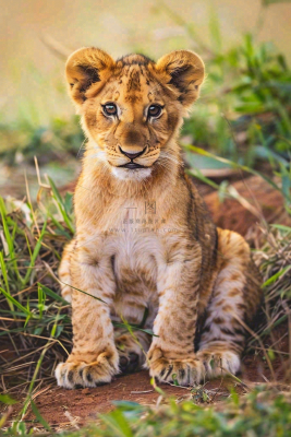 幼狮幼崽狮子动物非洲草原保护动物摄影图