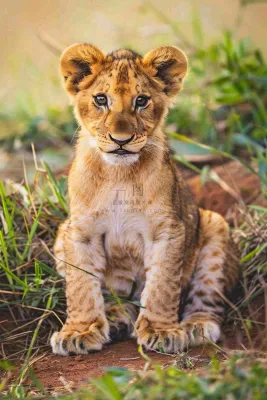 幼狮幼崽狮子动物非洲草原保护动物摄影图