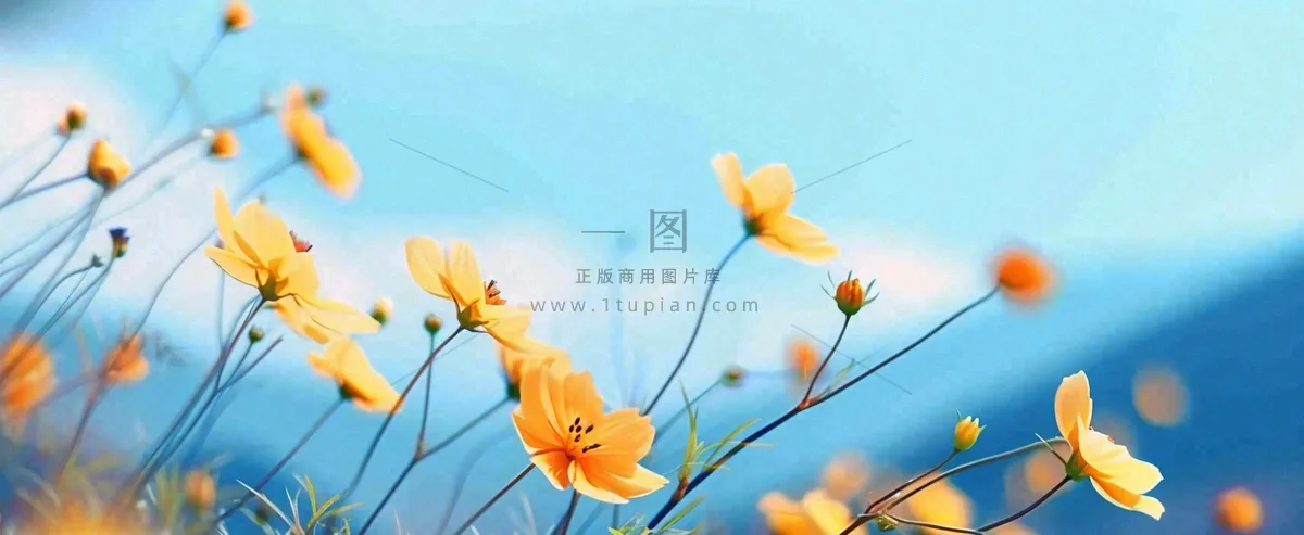 简约橙色小花鲜花，蓝色天空山脉虚幻意境摄影图