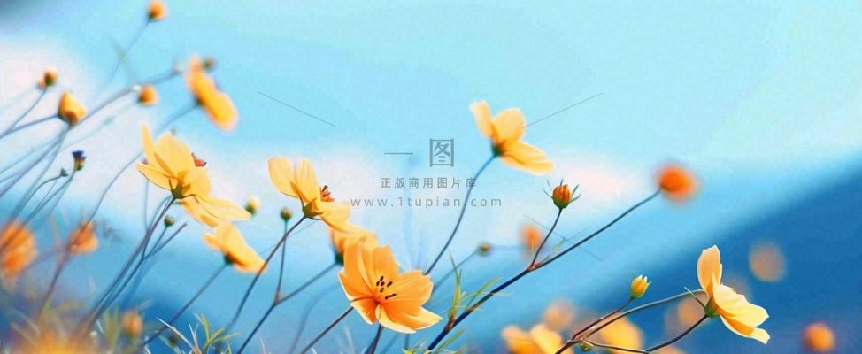 简约橙色小花鲜花,蓝色天空山脉虚幻意境摄影图 简约橙色小花鲜花,蓝色天空山脉虚幻意境摄影图