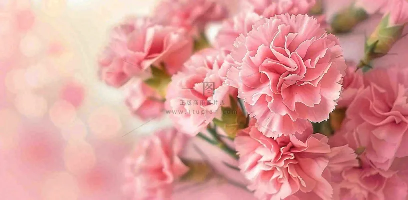 粉色康乃馨鲜花妇女节摄影图