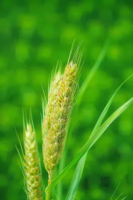 小麦绿色麦穗小满芒种粮食丰收摄影图