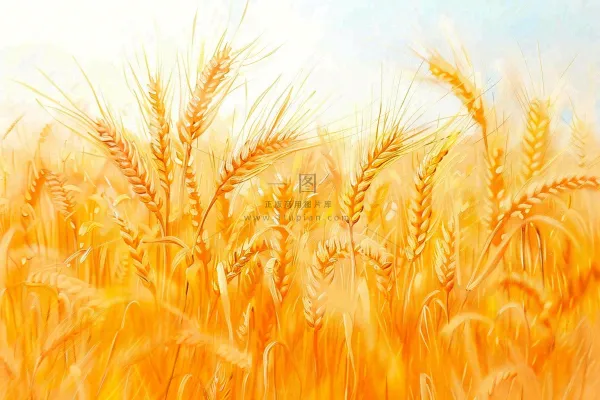 金黄的麦田小麦麦穗芒种秋收秋分摄影图