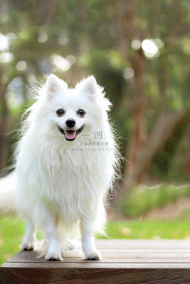 文明养狗宠物遛狗小区物业背景