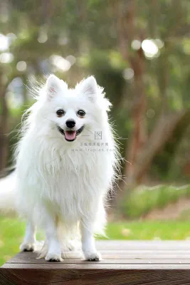 文明养狗宠物遛狗小区物业背景