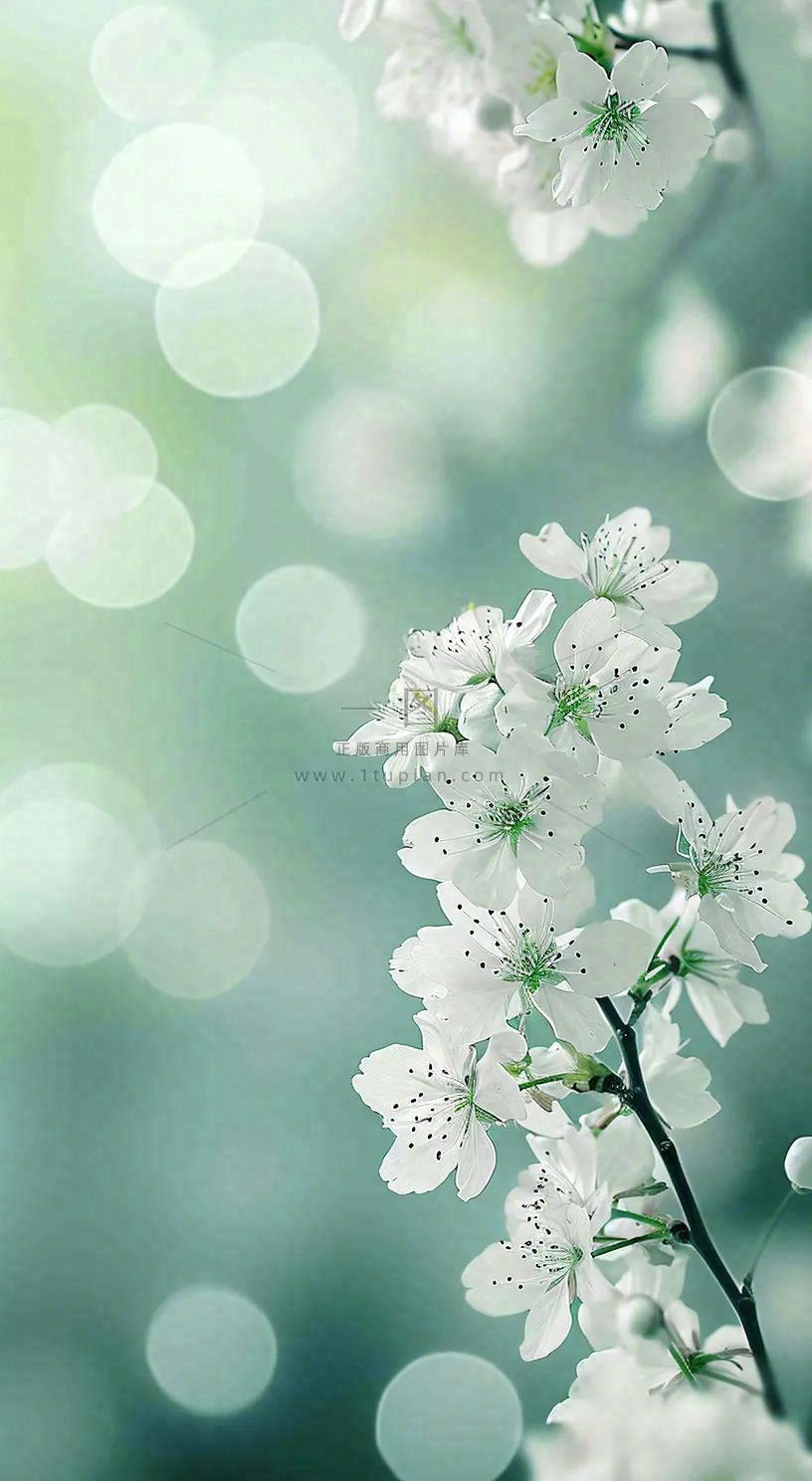 春天枝头上开满花朵，春分摄影图