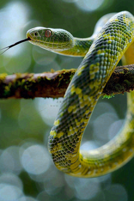 蛇青蛇绿色爬行动物毒蛇摄影图