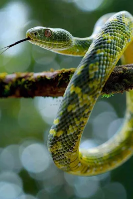 蛇青蛇绿色爬行动物毒蛇摄影图