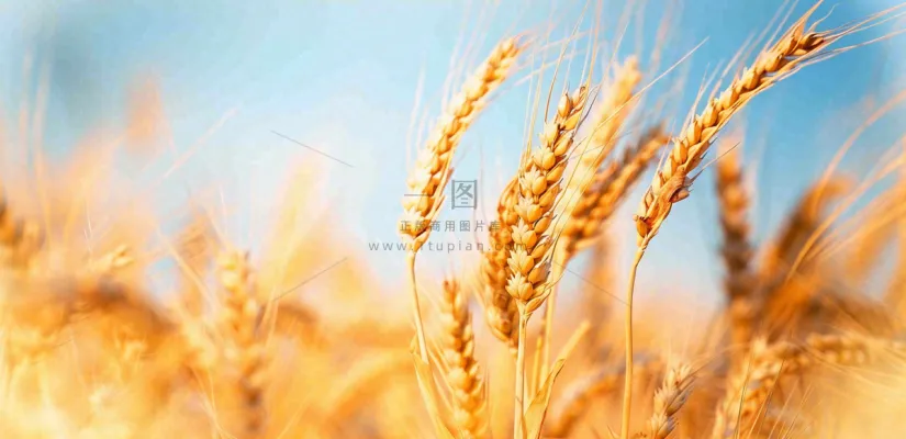 秋天成熟小麦地金黄小麦穗粮食芒种摄影图