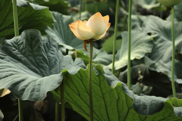 绿色简约节气清新意境背景 绿色简约节气清新意境背景