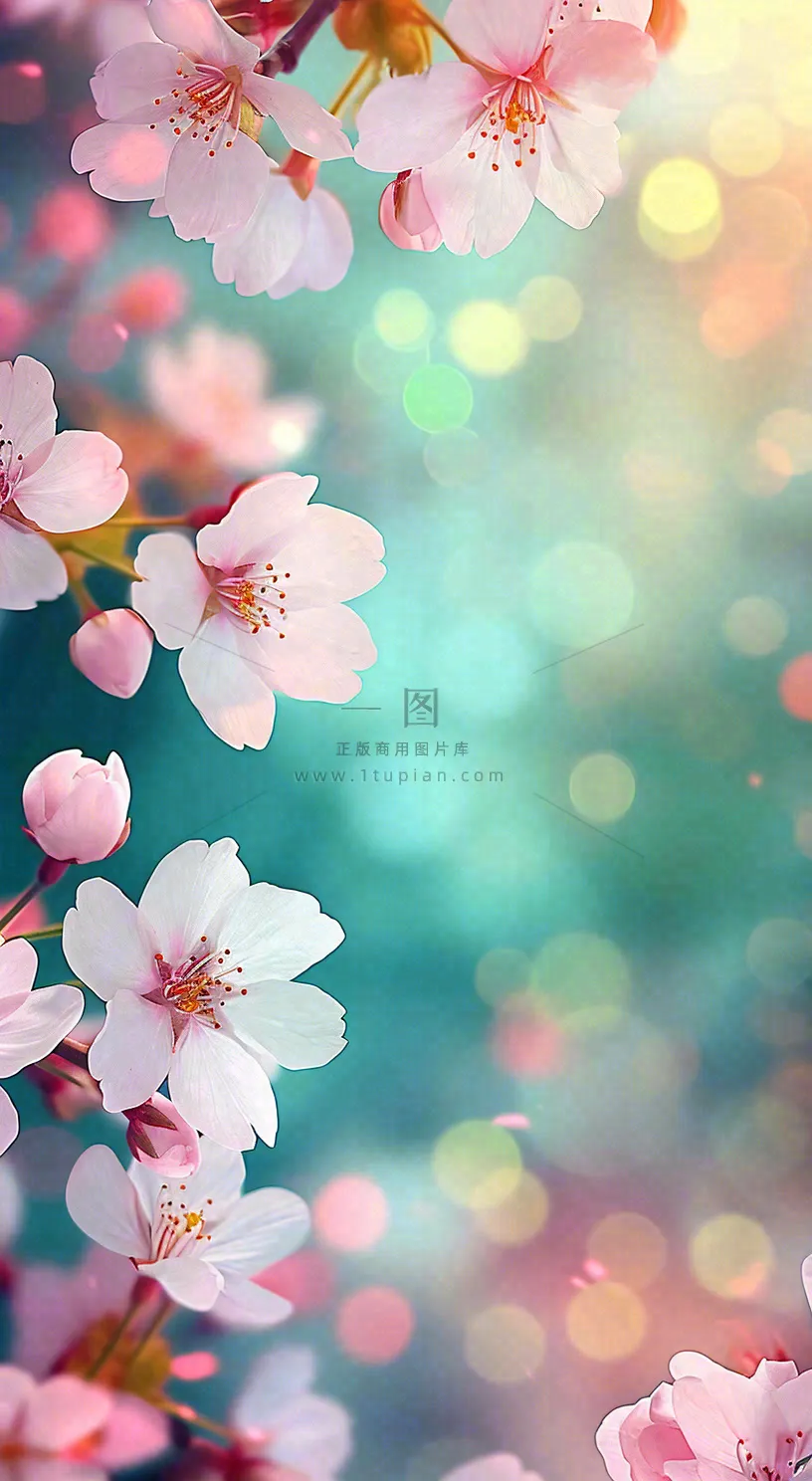 春天唯美清新白色鲜花樱花，文艺新鲜浪漫情人节摄影图