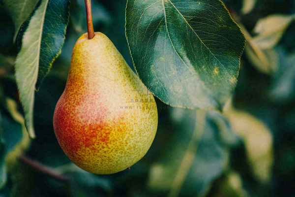 梨树成熟的梨子水果可口摄影图