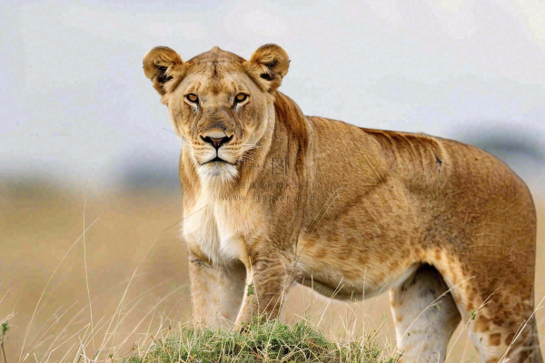 狮子动物非洲草原保护动物摄影图
