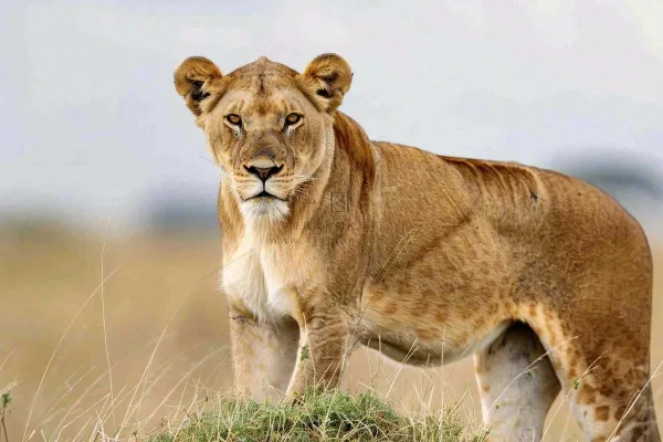 狮子动物非洲草原保护动物摄影图