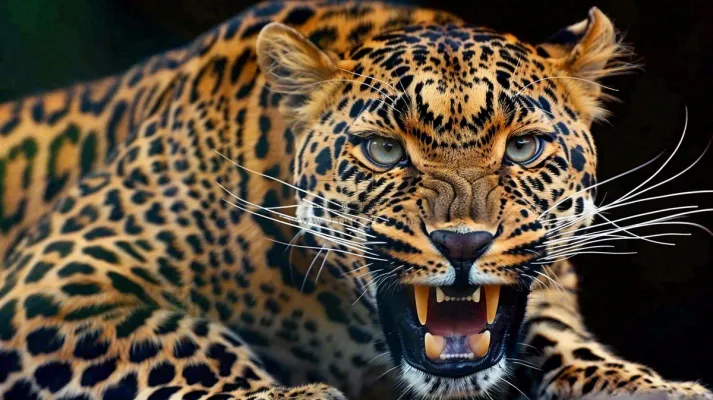 猎豹凶猛的豹子头部面部特写保护动物摄影图