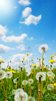 城市晴天阳光鲜花春天蓝天白云，立夏小满