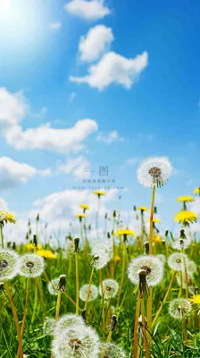 城市晴天阳光鲜花春天蓝天白云，立夏小满