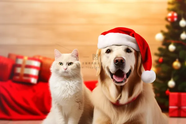 戴着圣诞帽的狗猫金毛红色背景圣诞摄影图