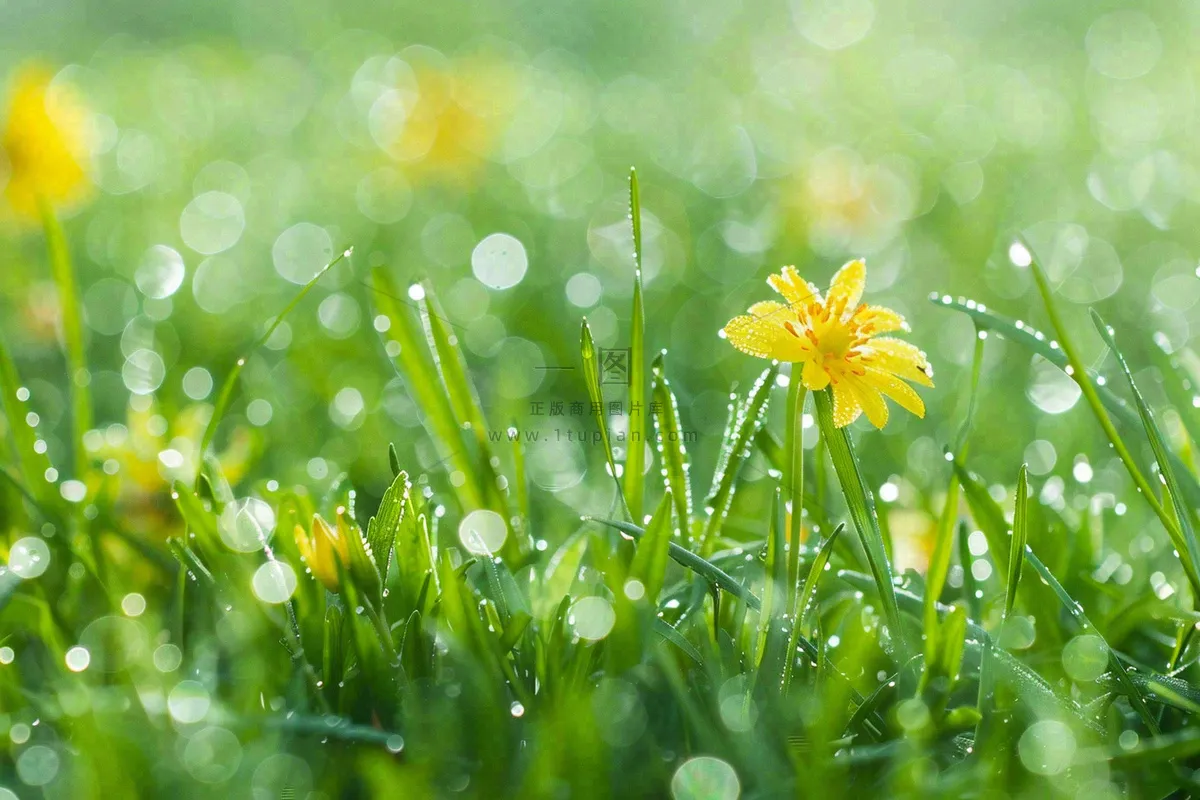 春天草丛里盛开的小黄花清晨露珠雨水谷雨摄影图