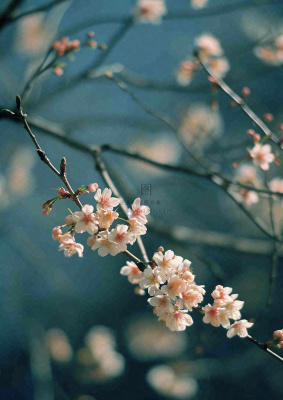 冬天浪漫白色花朵枝叶，冬季植物大雪小雪冬至新春摄影图
