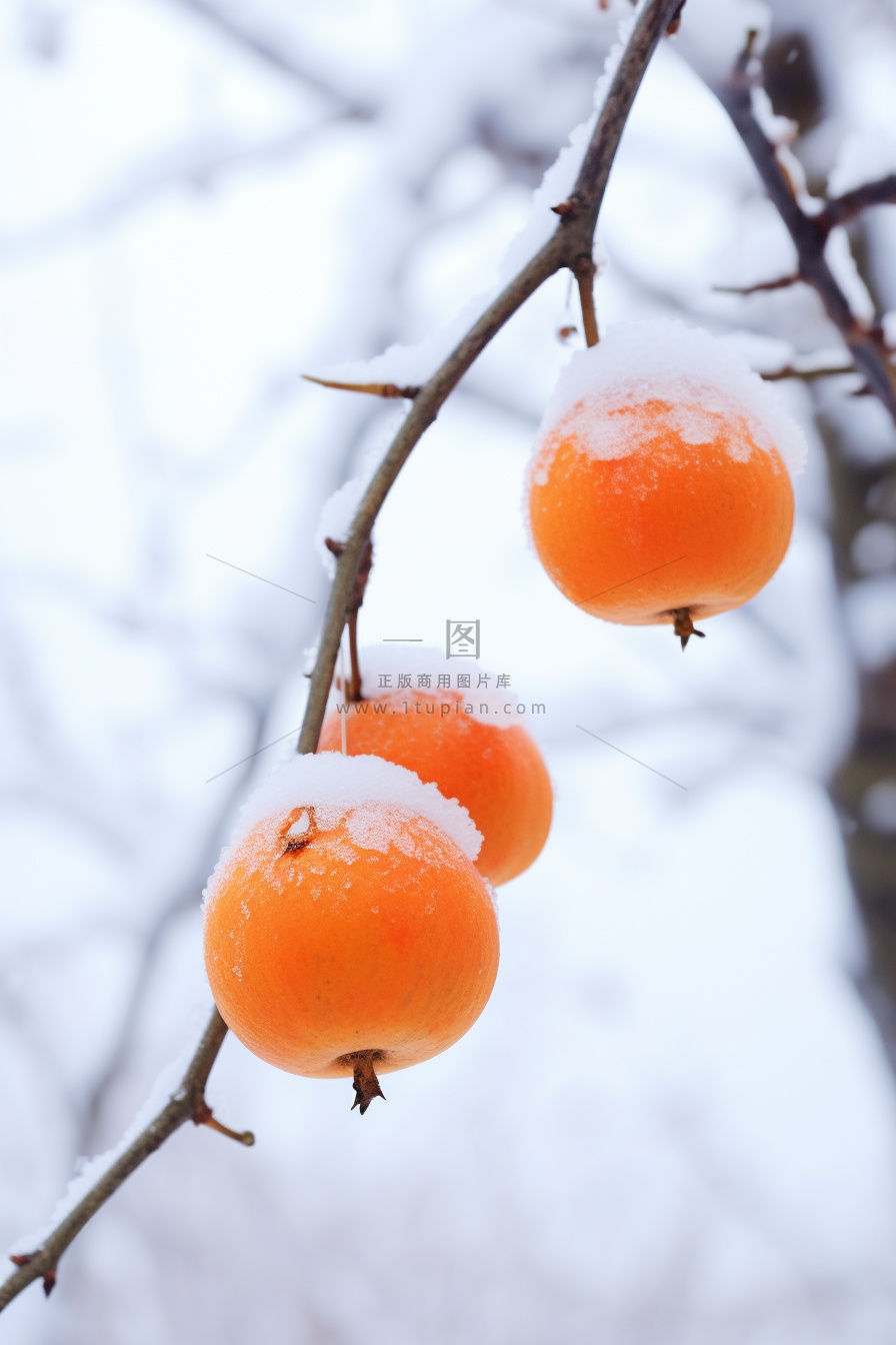 简约冬天树枝雪景背景