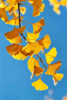 秋天黄色银杏叶树蓝色背景立秋处暑摄影图 秋天黄色银杏叶树蓝色背景立秋处暑摄影图