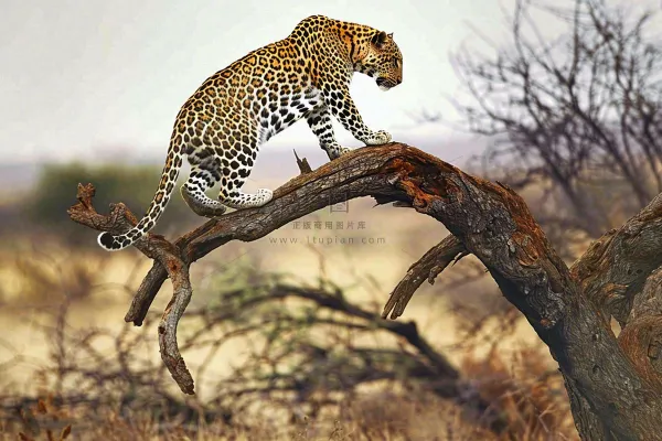 猎豹树干树枝上保护动物摄影图