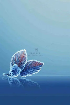 冬天树叶上结着白霜霜降摄影图