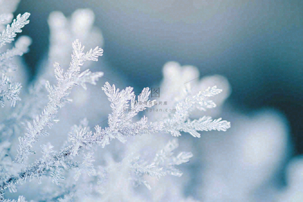 植物上的雾凇白霜霜降摄影图 植物上的雾凇白霜霜降摄影图