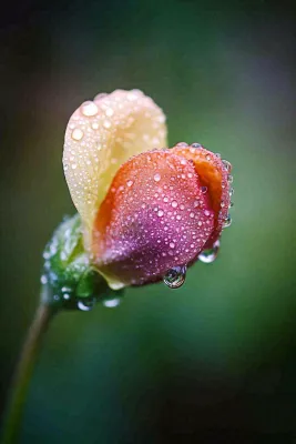 春天盛开的花朵露水雨水寒露摄影图