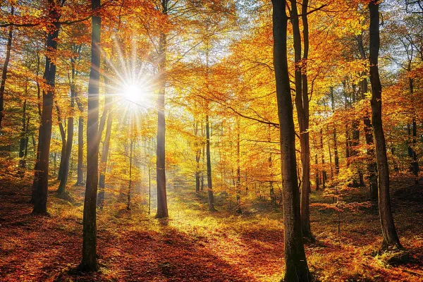 秋天金黄森林里的阳光温暖风景摄影图 秋天金黄森林里的阳光温暖风景摄影图