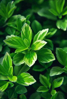 绿色新鲜茶叶绿叶摄影图