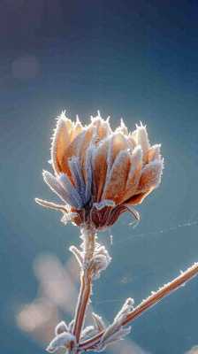 冬天白霜覆盖的植物立冬霜降小雪大雪冬至摄影图