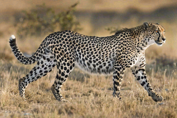 草原上的猎豹国家保护动物非洲摄影图