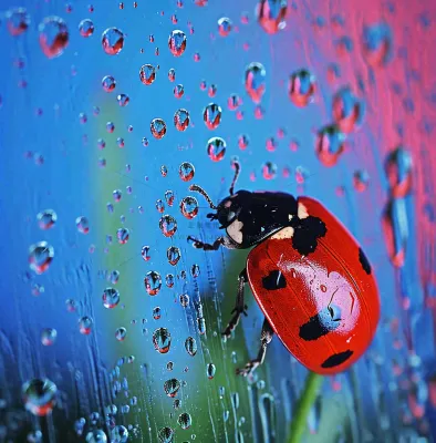 玻璃雨水下的绿叶昆虫七星瓢虫，彩色植物摄影图