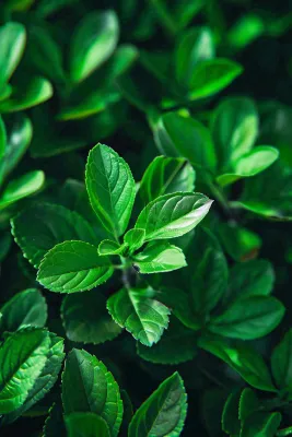 绿色新鲜茶叶绿叶摄影图