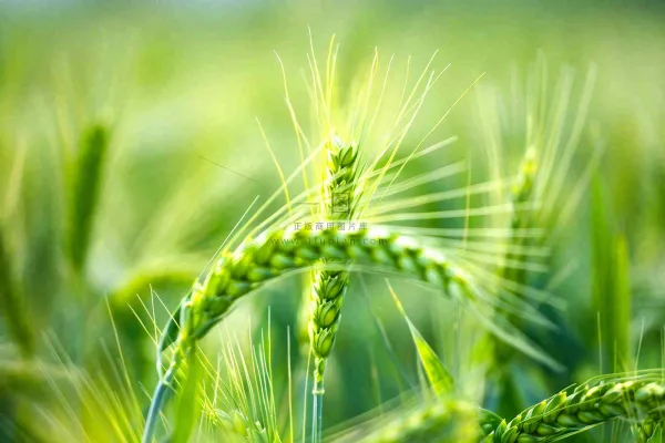 绿色小麦麦穗农田种植小满芒种粮食丰收摄影图