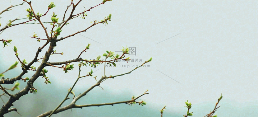 春天枝叶萌芽发芽绿叶，简约清新立春摄影图