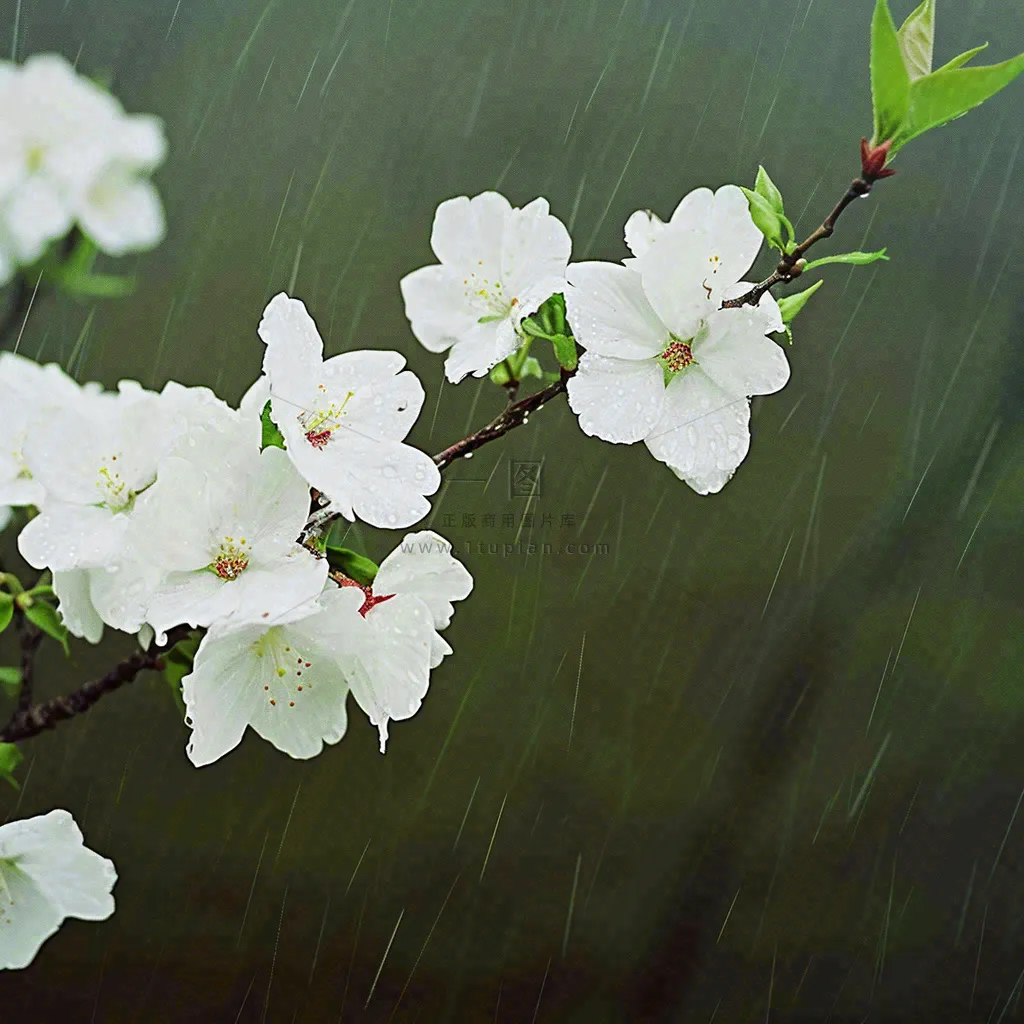 春天雨天白色花朵，雨水谷雨摄影图