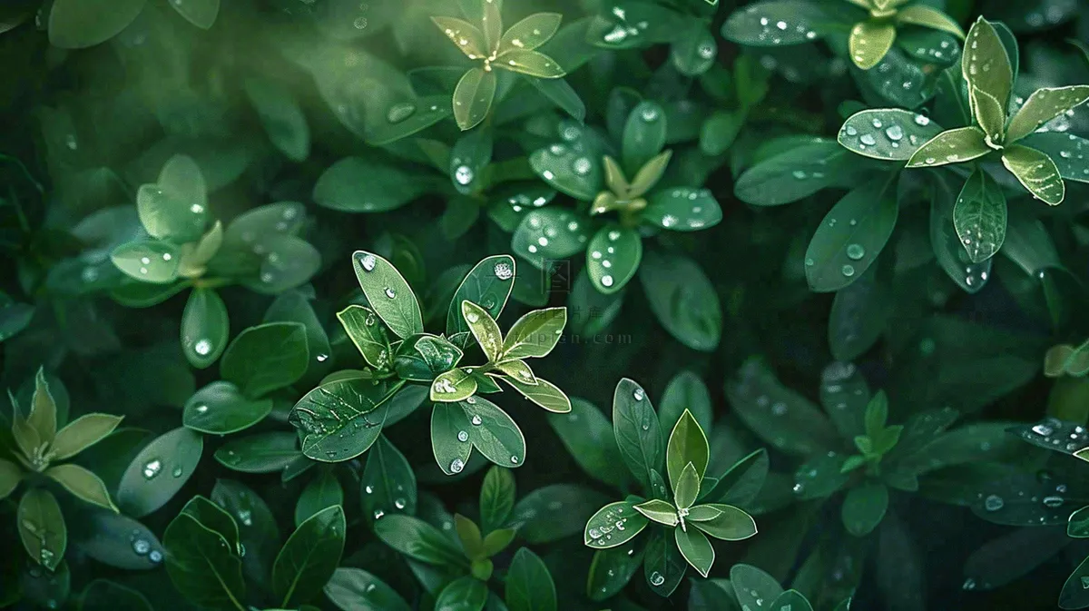 绿色植物绿叶上的露水雨水寒露摄影图